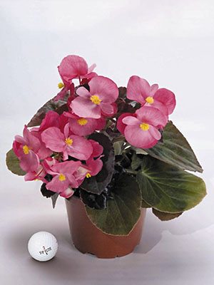 Бегония гибридная Big Rose Bronze (3 шт) - 1