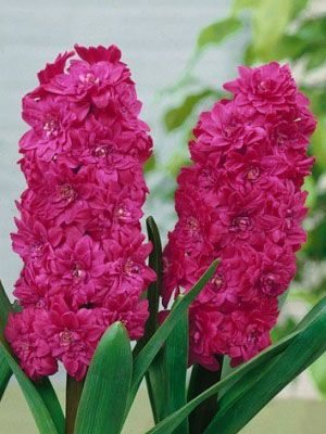 Гиацинт садовый Red Diamond 15/16 (1 шт) - 1