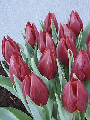 Тюльпаны Триумф Rea 12/+ (500 шт) - 1