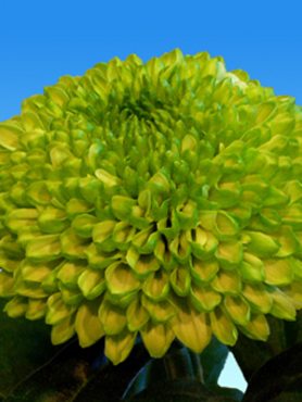 Хризантема срезочная Balloon Green (3 шт)