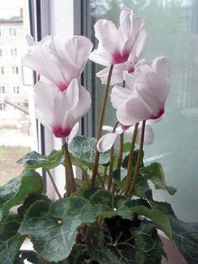 Цикламен среднецветковый  White with a red eye F1              (1 шт)