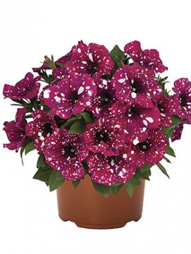 Петуния Surprise Sparkling Magenta (3 шт)