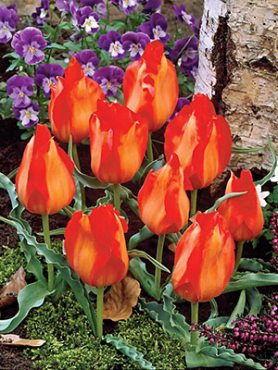 Тюльпаны Введенского Tangerine Beauty 10/11 (3 шт)