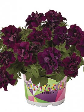 Петуния Origami Burgundy (3 шт)