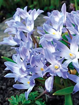 Хиoнодокса Люцилии 4/5 (100 шт) - 1