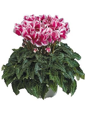 Цикламен среднецветковый Premium Abanico Magenta F1 (1 шт) - 1