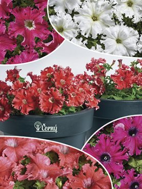 Петуния крупноцветковая Afrodita F1 смесь (20 шт)