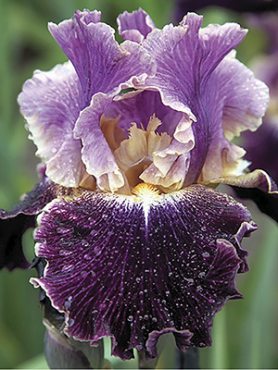 Ирисы высокие бородатые Dialekt (1 шт)