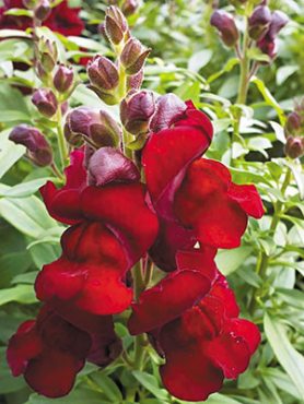 Ротики великий Kimosy Crimson, низькорослий червоний (100 шт)