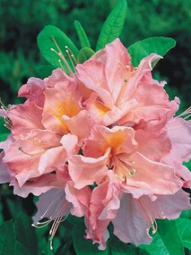 Рододендрон понтийский Cecile (1 шт)