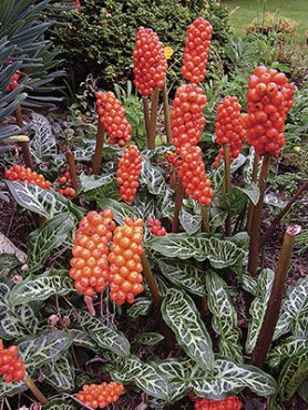 Аронник итальянский ф. мраморнолистная (1 шт)