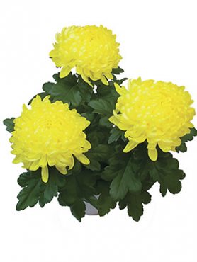 Хризантема горщикова Stromboli Yellow (9 шт)