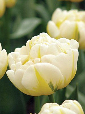 Махрові тюльпани ранні Evita 1112 (3 шт) - 1