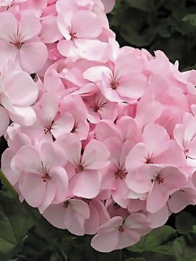 Пеларгония зональная Pink (6 шт)