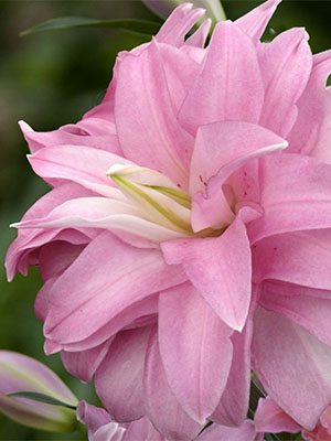 Лілія (Східні гібриди) Lotus Spring 12/14 (1 шт) - 1
