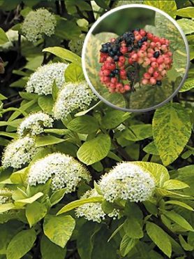 Калина гордовина Aureovariegata (1 шт)