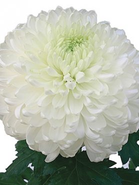 Хризантема зрізна Palisade White (9 шт)