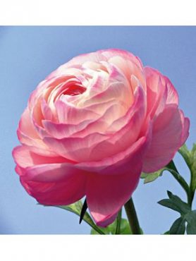Лютик азиатский розовый (3 шт)