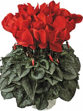 Цикламен Halios Decora Rouge F1 (1 шт)