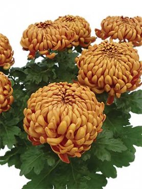 Хризантема горшечная Jokapi (3 шт)