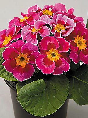 Примула звичайна Bonneli Eltangi Lilac F1 (3 шт)