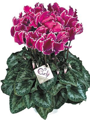 Цикламен великоквіткова Halios Curly Violet Lisere F1 (1 шт) - 1