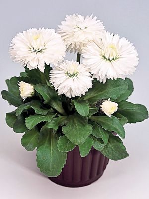 Маргаритка многолетняя Roggli, белая (20 шт) - 1