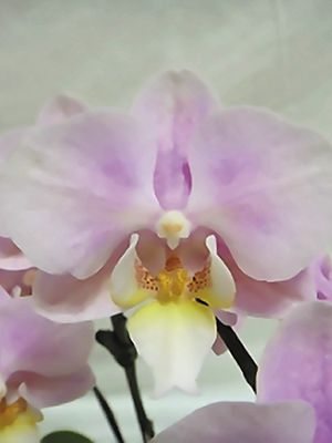 Фаленопсис гибридный Guan Yin (1 шт) - 1