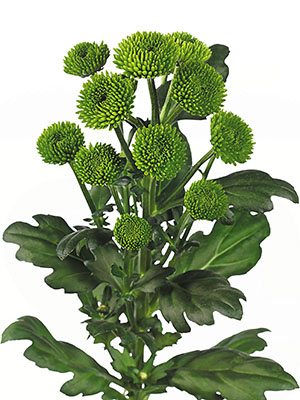 Хризантема срезочная Palm Green Dark (3 шт) - 1