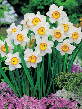 Нарциси Великокорончасті Flower Record 10/12 (100 шт)