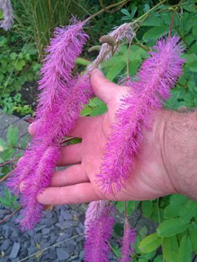 Кровохлебка гибридная Lilac Squirrel (1 шт)