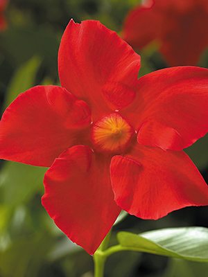 Діпладенія Rio Grande Scarlet (1 шт) - 1