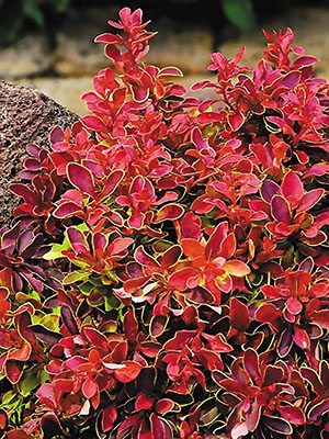 Барбарис Тунберга Atropurpurea (1 шт) - 1