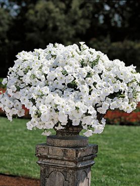 Петуния ампельная Easy Wawe White (3 шт)