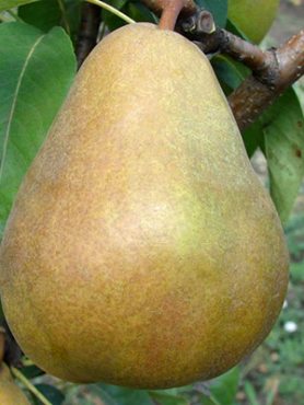 Груша Стрийская (1 шт)