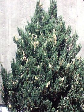 Ялівець китайський " Stricta Variegata (1 шт)