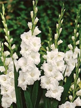 Гладиолус садовый Paloma Blanca (5 шт)