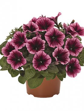 Петуния полуампельная Sweetunia Burgundy Gem (3 шт)