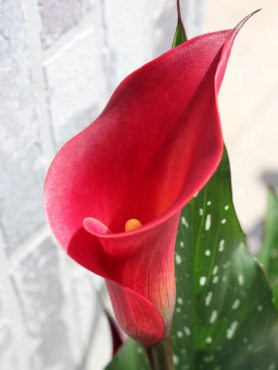 Калла Red Charm 14/16 (1 шт)