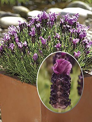 Лаванда стэхадская Parfum Deep Purple (3 шт) - 1