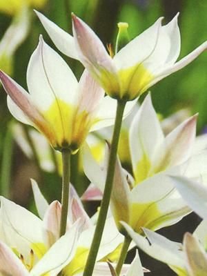 Тюльпан ботанический туркестанский 7/8 (3 шт) - 1