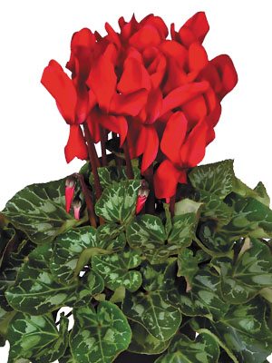 Цикламен крупноцветковый Super XL Red Impr.F1   (1 шт) - 1