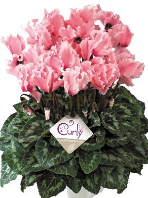 Цикламен крупноцветковый Halios Curly Rose Clair Oeil rouge F1         (1 шт) - 1