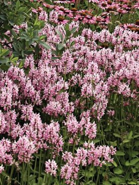 Буквица лекарственная Pink Cotton Candy (1 шт)
