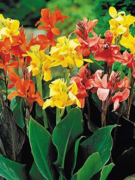 Канна гибридная Tropical, смесь (3 шт)