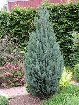Кипарисовик Лавсона Columnaris (1 шт)