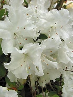 Рододендрон японський Adonis (1 шт)