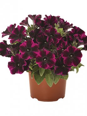 Петуния полуампельная Sweetunia Johnny Flame (3 шт)