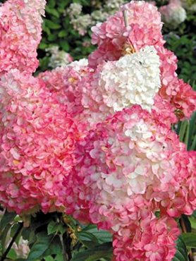 Гортензія волотиста Pink Lady (1 шт)