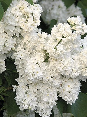 Бузок звичайна Mme Casimir Perier (1шт)